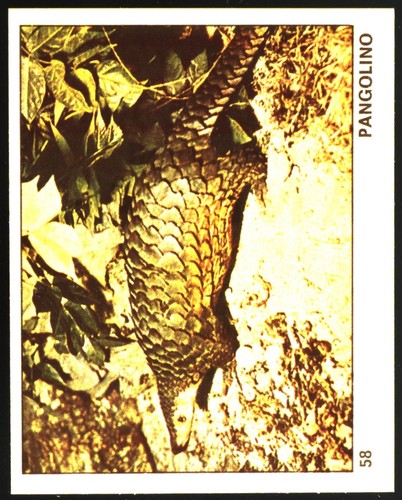 Mondo degli animali - il,