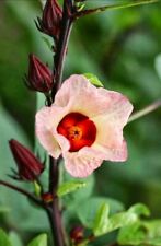 HIBISCUS SABDARIFFA Rosella SEMI KARKADÈ SEEDS DA 10 A 100 SEMI
