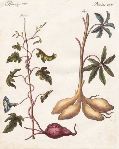 Pianta patate manioca - pianta, di