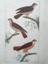 Buffon/Vauthier Incisione