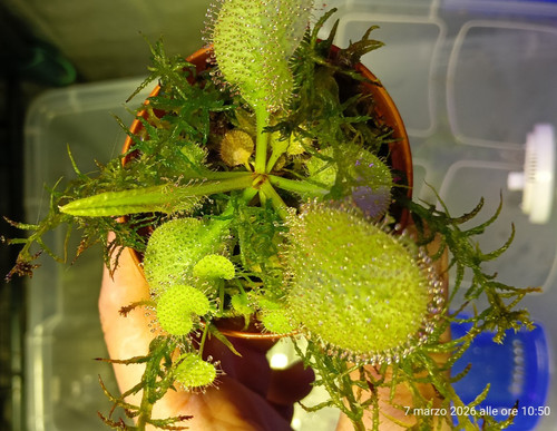 Drosera andromeda - drosera, "