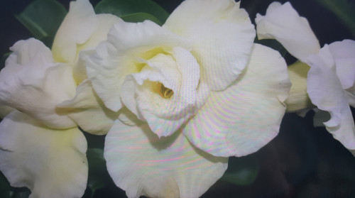 Adenium obesum rosa del - rosa,