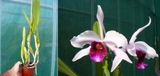 Laelia purpurata var