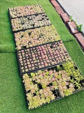 Pinguicula Bundle In Luck