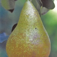 Pianta frutto pero - pianta,