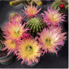 Piante cactus succulente - di,