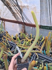 Hildewintera Moors Red II plant rare plant /no echinopsis