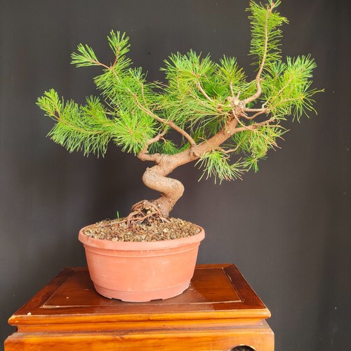 Pre bonsai pino - pre,