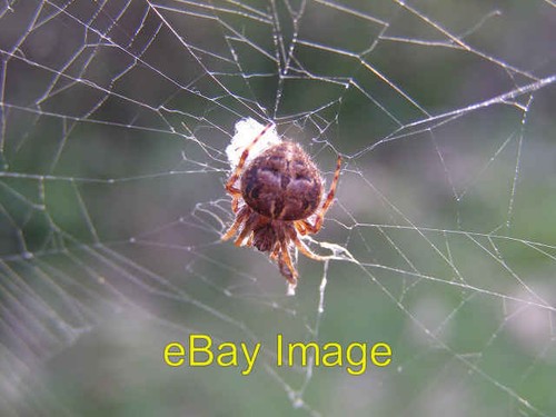 Photo 6x4 araneus - 6x4, diadematus