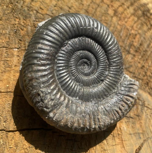 Dactylioceras ammonite fossil - dactylioceras,