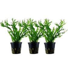 Pianta per acquario 3 pezzi