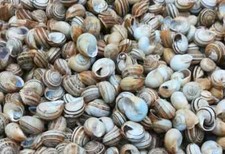 1 kg Lumache Rigatella