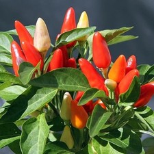 1 PIANTA DI CAPSICUM IN VASO DA 10CM, PIANTE DA ESTERNO