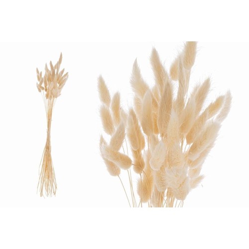 Bouquet lagurus o coda - lagurus,