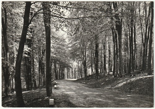 Gambarie aspromonte reggio - gambarie, d'aspromonte