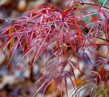 Acer palmatum cv 'Koto-no-ito'