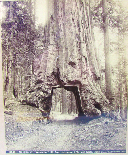 Taber wawona redwood foto - wawona,