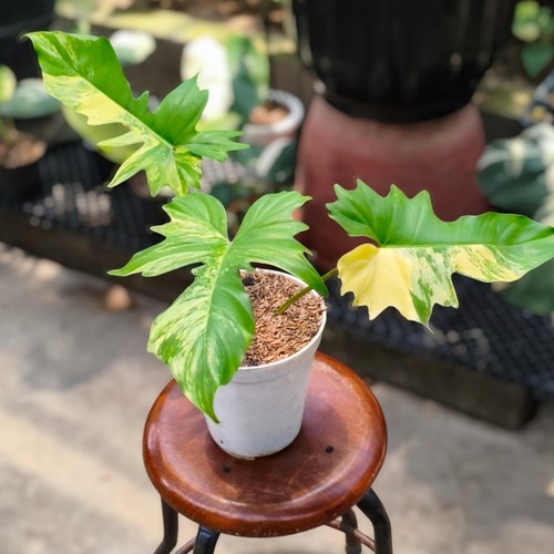 Philodendron flomay florida - philodendron,