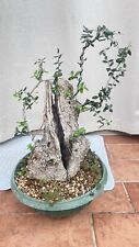 Prebonsai Olivastro , Dimensioni Reali Come In Foto