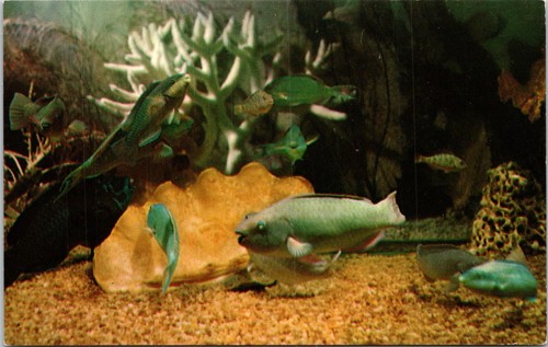 Parrot fish miami - parrot, at