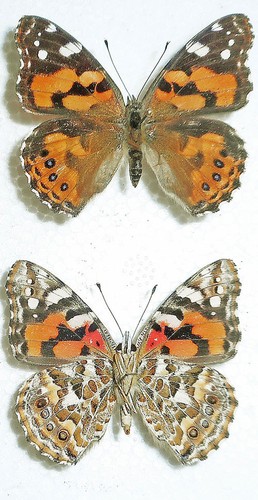 Nymphalidae vanessa - nymphalidae,