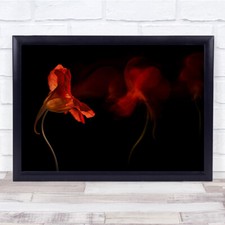 Fiamma Nasturzio Doppia