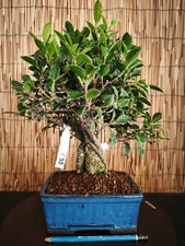 Bonsai di Ficus h 37cm Visita