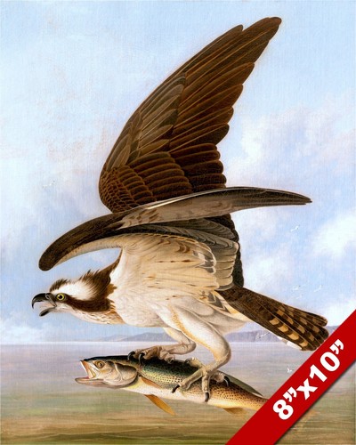 Osprey eagle sea hawk fish - osprey, w