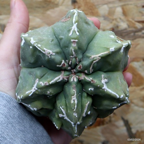 K015 astrophytum myriostigma - astrophytum,