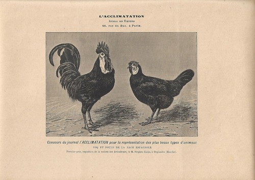 Stampa antica gallo gallina - gallo,