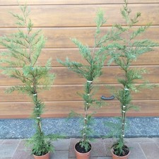 10 PIANTE DI CIPRESSO LEYLANDII VASO 18 CM ALTEZZA 140/160 CM