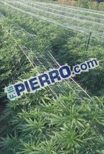 Rete 100 50 metri ortaggi