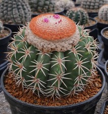 Melocactus zehntneri hu161 - melocactus,