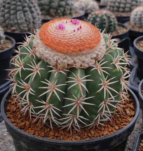 Melocactus zehntneri hu161 - melocactus,