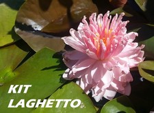 4 piante laghetto o tinozza: 2