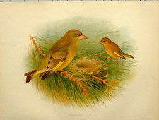 Stampa D'epoca Del 1907 ~ Verde Frosone