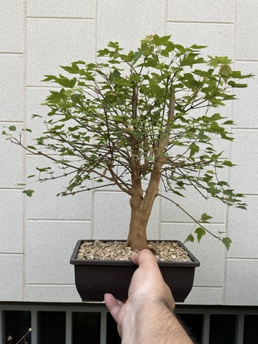Acero buergerianum bonsai - buergerianum,