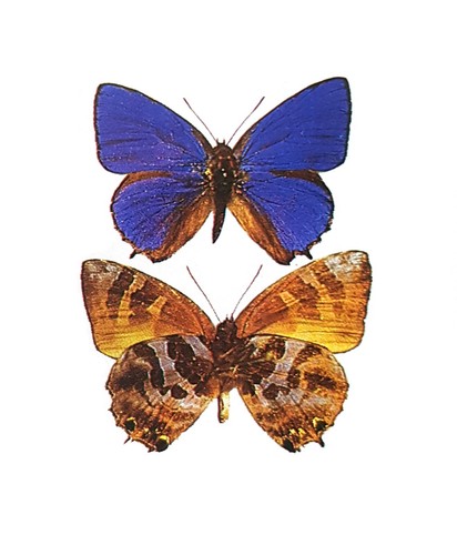 Farfalla lycaenidae - -,