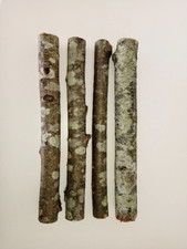 Grande bastone legno albero - grande, di