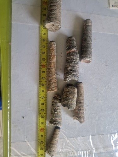 Orthoceras fossile - fossile,