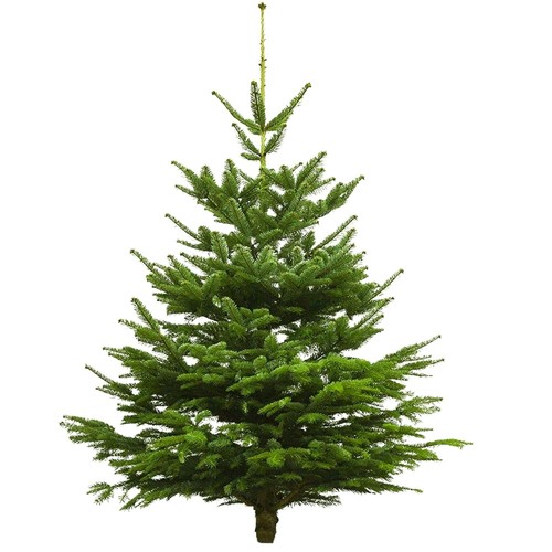 Albero natale vero - natale,