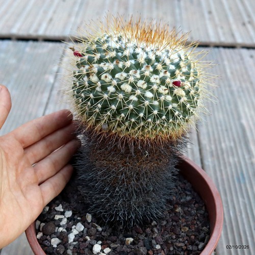Mammillaria apozolensis vaso - apozolensis,