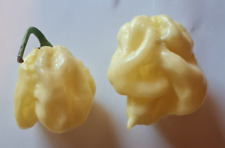 20 semi di Peperoncino