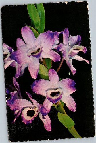 Vecchia cartolina dendrobium - cartolina,