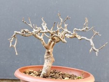 Bonsai Frassino Robusta