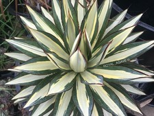 XL Agave 'Ivory Glow'