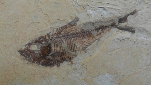 Pesce fossile diplomystus - pesce,