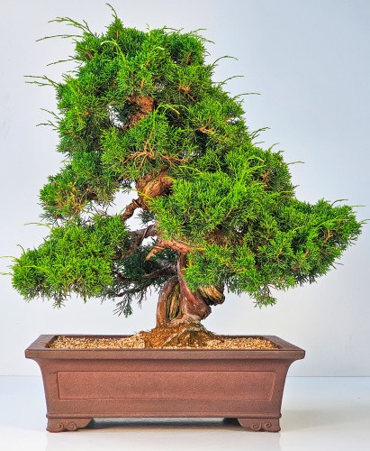 Bonsai ginepro juniperus - bonsai, di