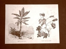 Incisione del 1875 Albori dell'industria tessile Banano tessile e pianta cotone