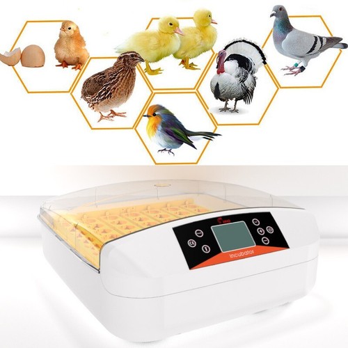 Incubatrice egg bird - incubatrice,